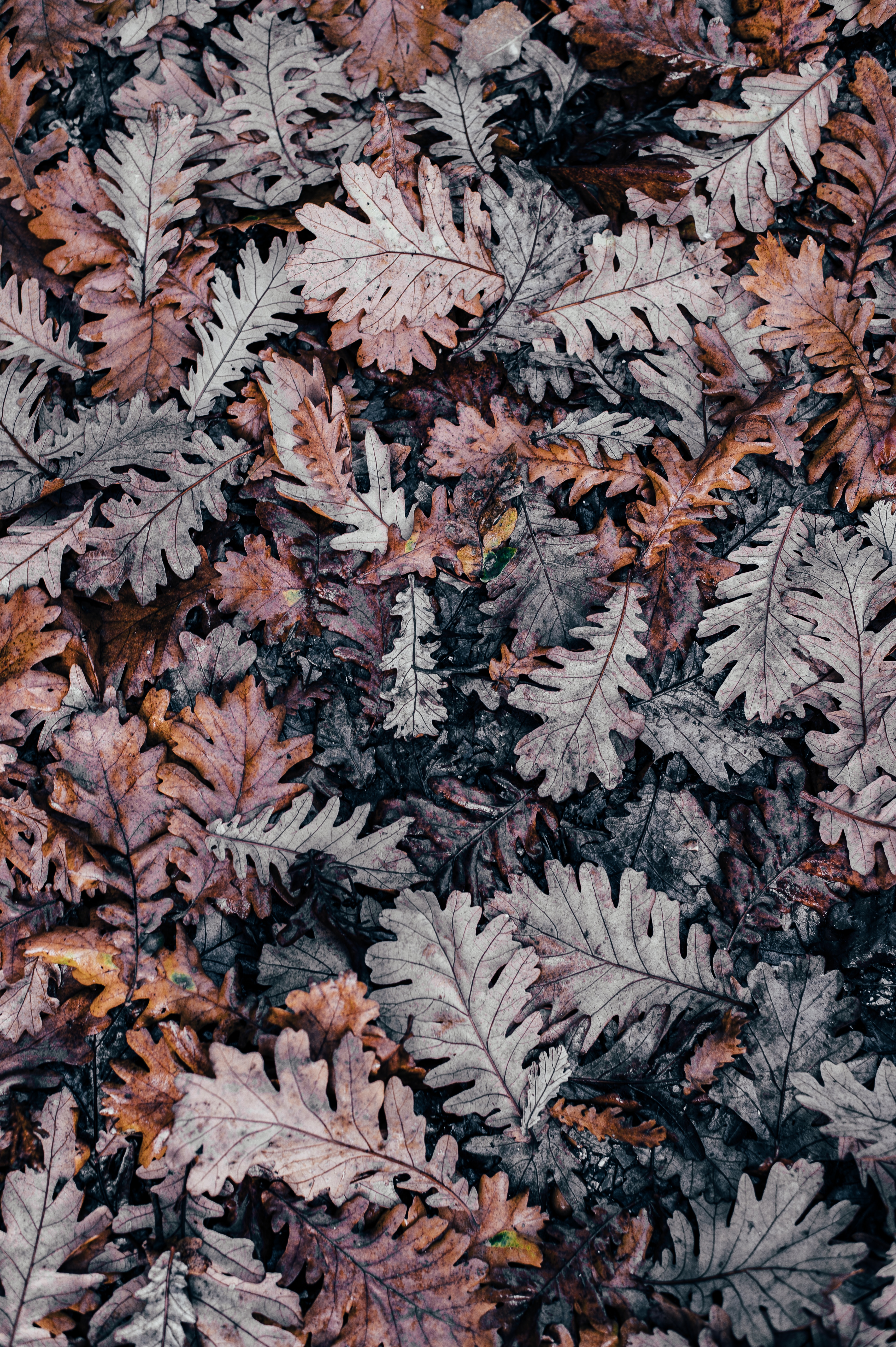 maple leaf lot