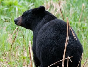 black grizzly bear thumbnail