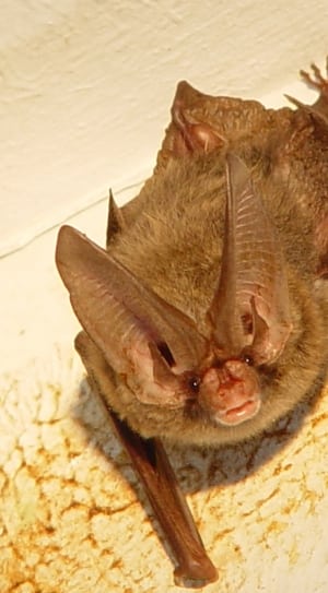 brown bat mount thumbnail