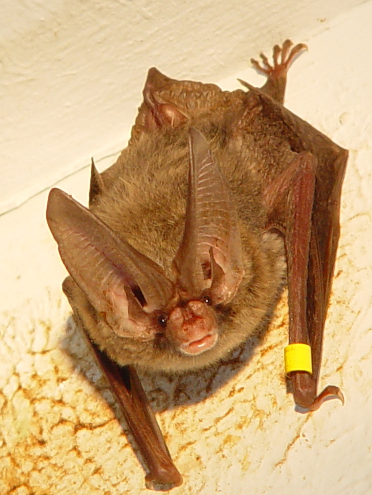 brown bat mount