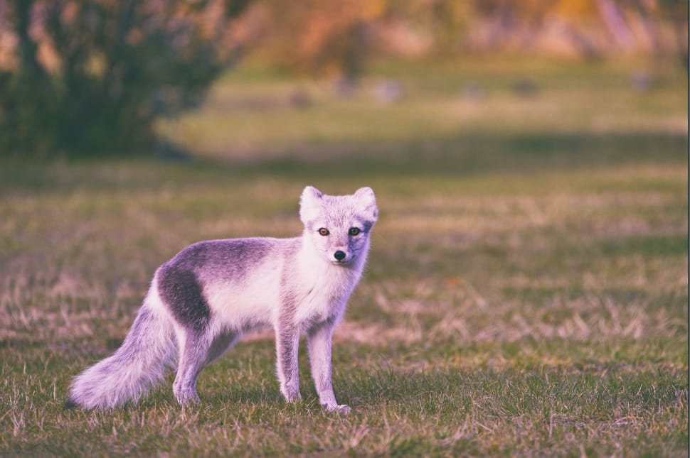 selective focus photography of white 4-legged animal standing on green grass preview