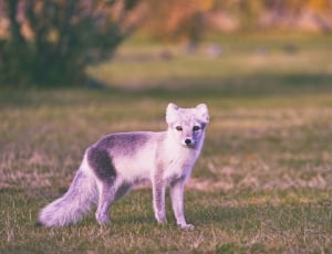 selective focus photography of white 4-legged animal standing on green grass thumbnail
