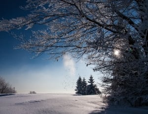 brown trees and pine tree filled with snow during winter season thumbnail