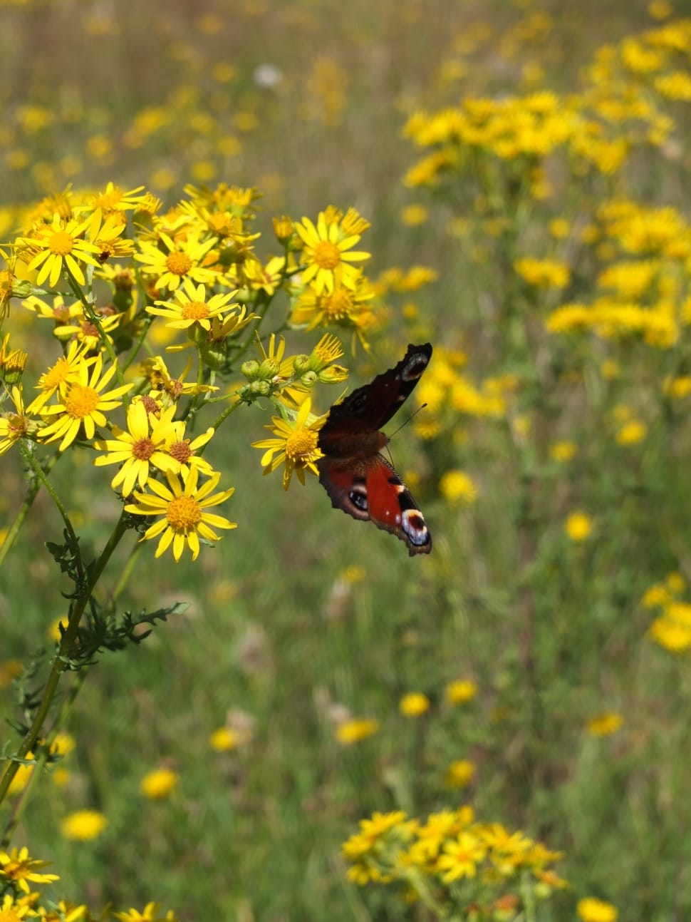 brown butterfly on yellow petaled flower preview