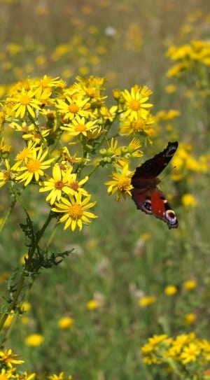 brown butterfly on yellow petaled flower thumbnail