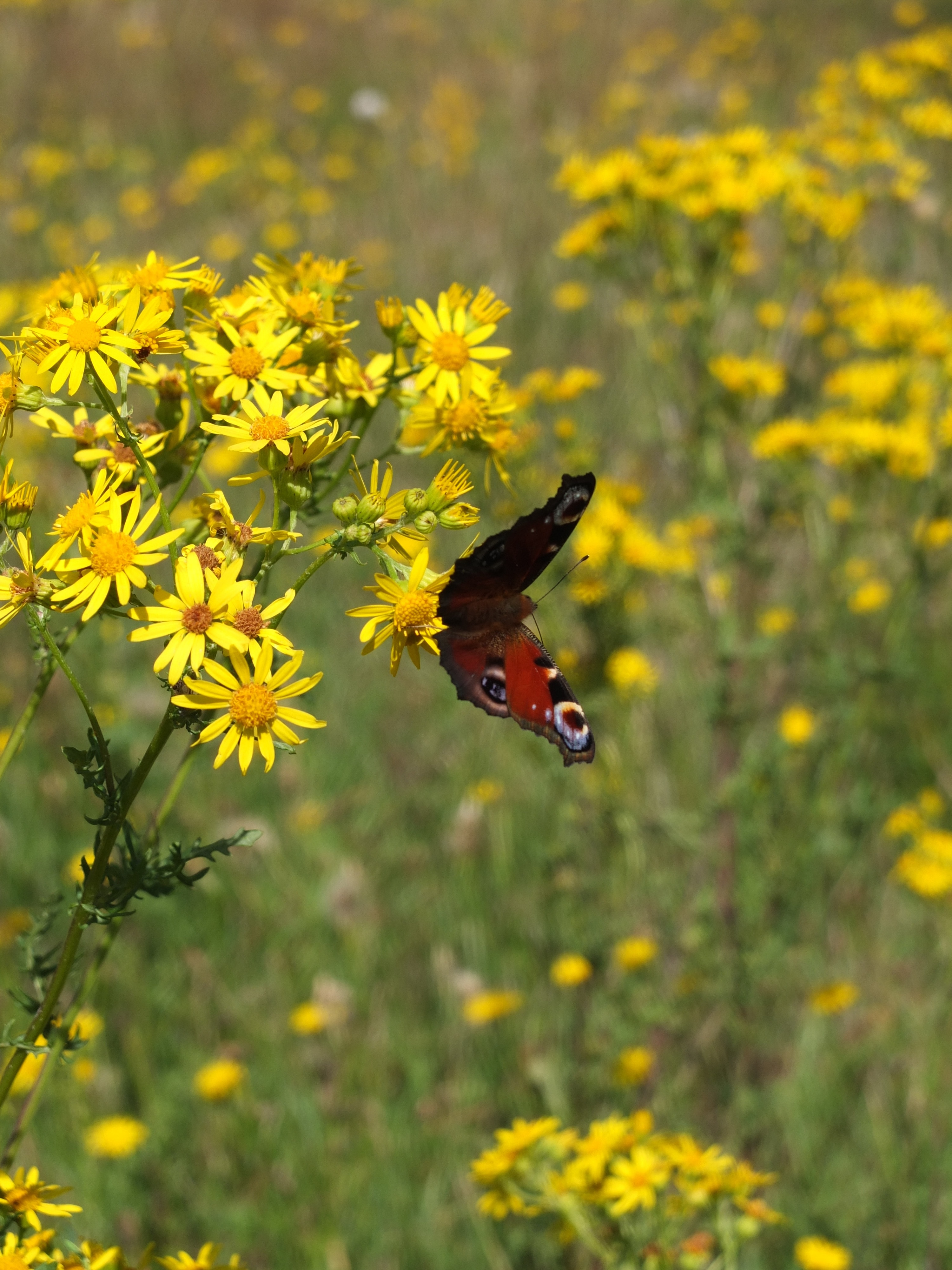 brown butterfly on yellow petaled flower