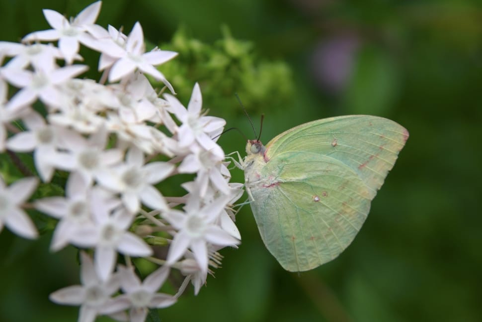 green butterfly with white flower preview