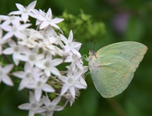 green butterfly with white flower thumbnail