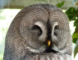 gray owl thumbnail