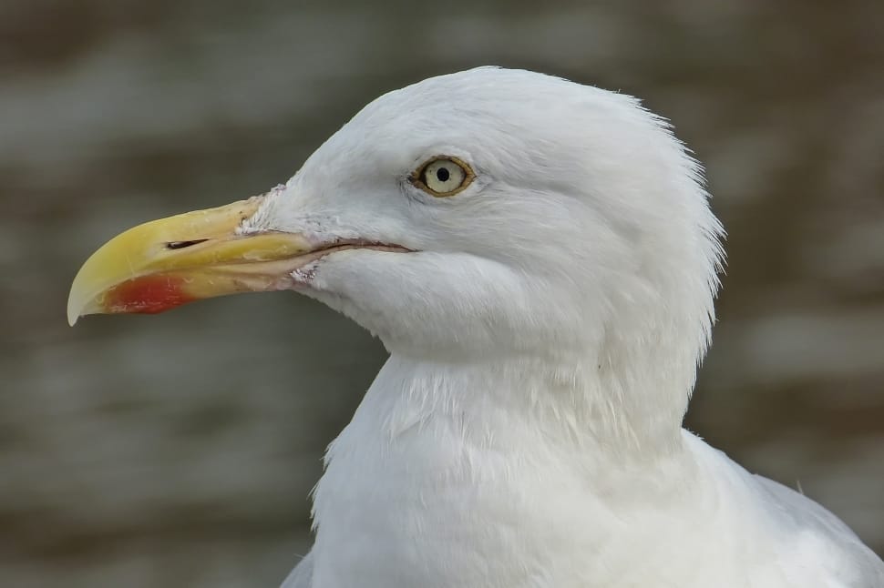 white sea gull bird preview