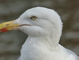white sea gull bird thumbnail