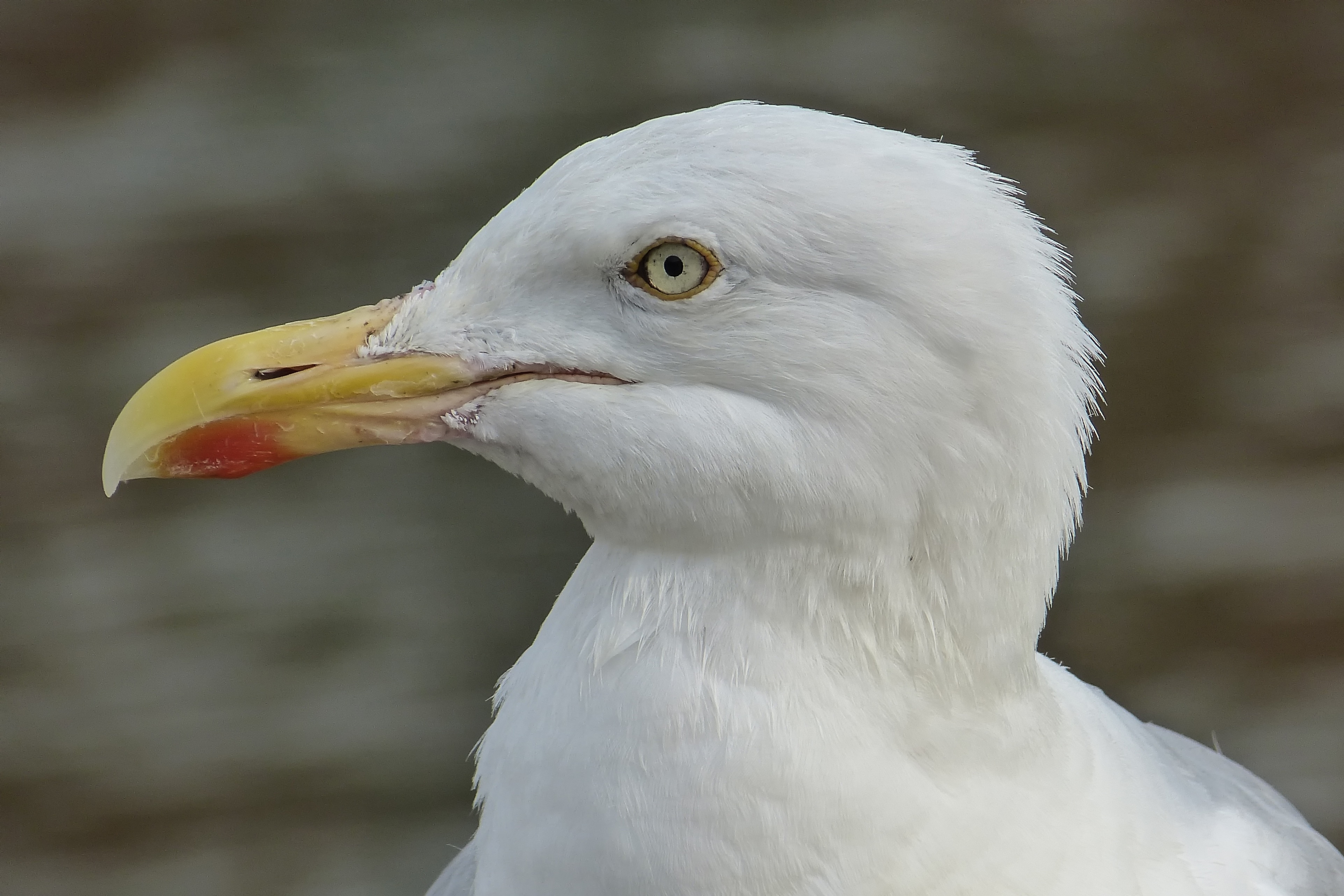 white sea gull bird
