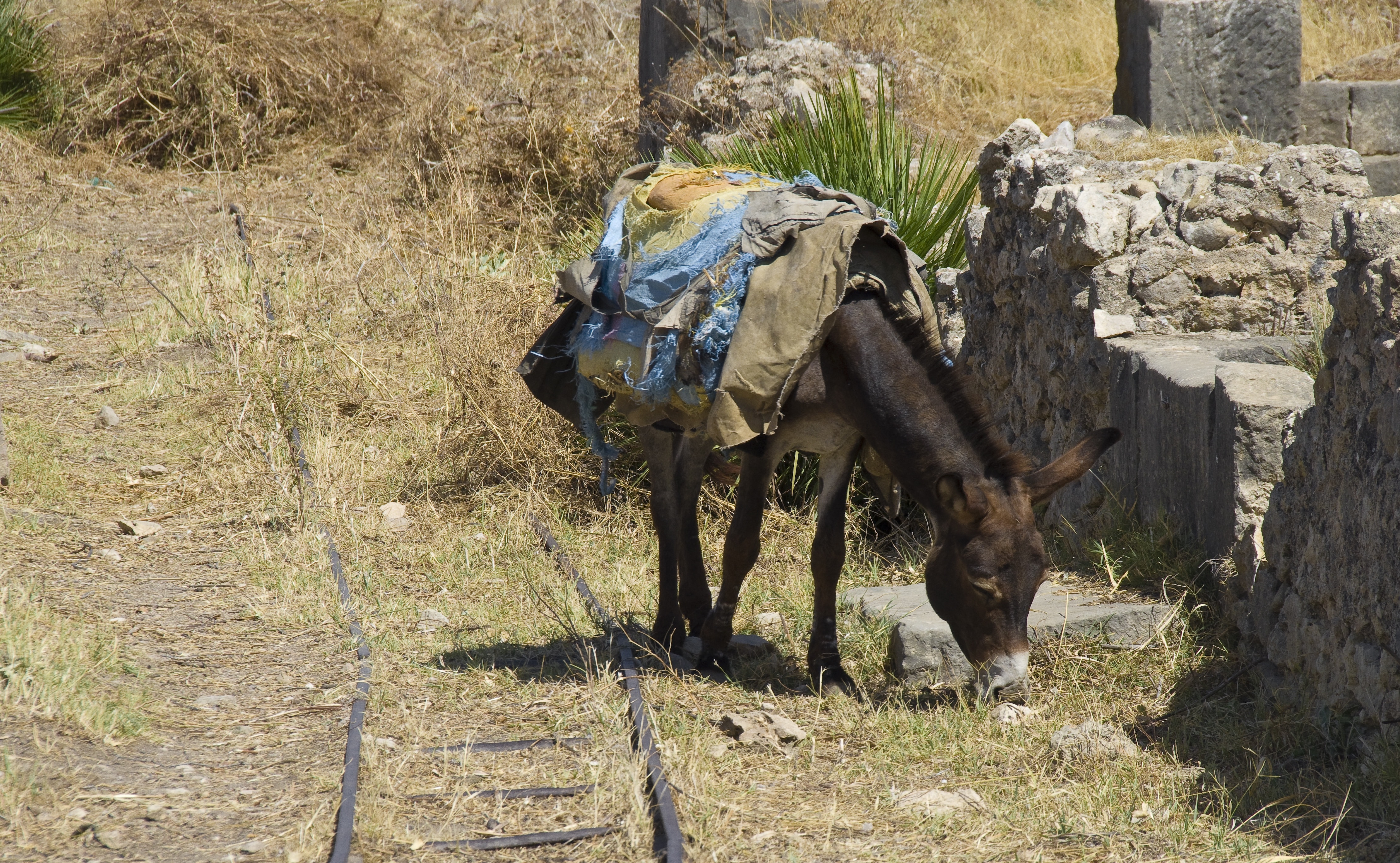 brown donkey eating grass during daytime
