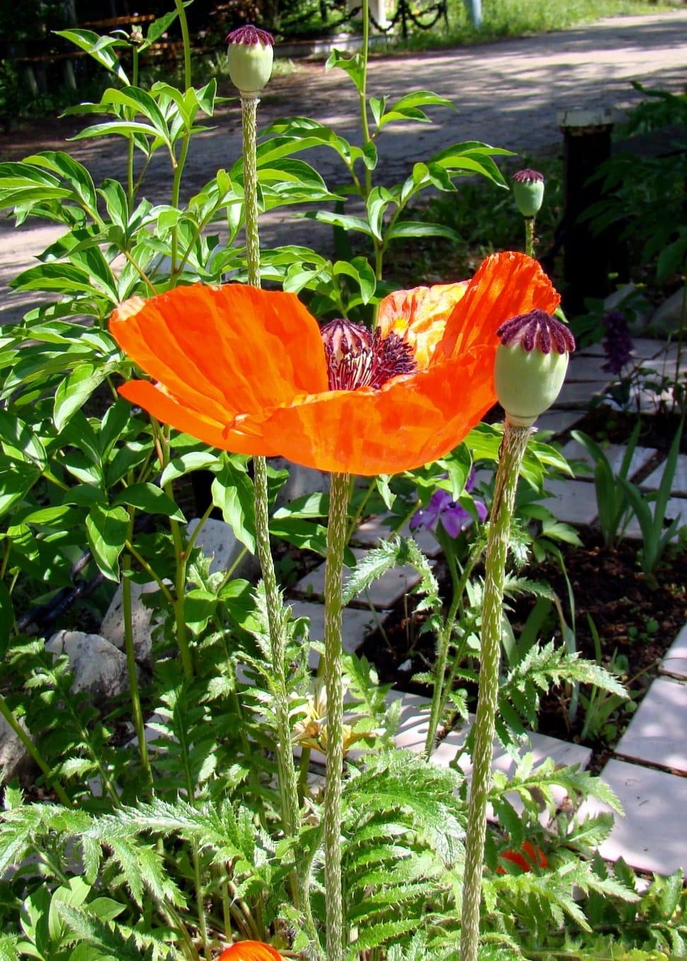 orange poppy flower preview