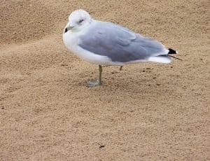 white and grey gull thumbnail