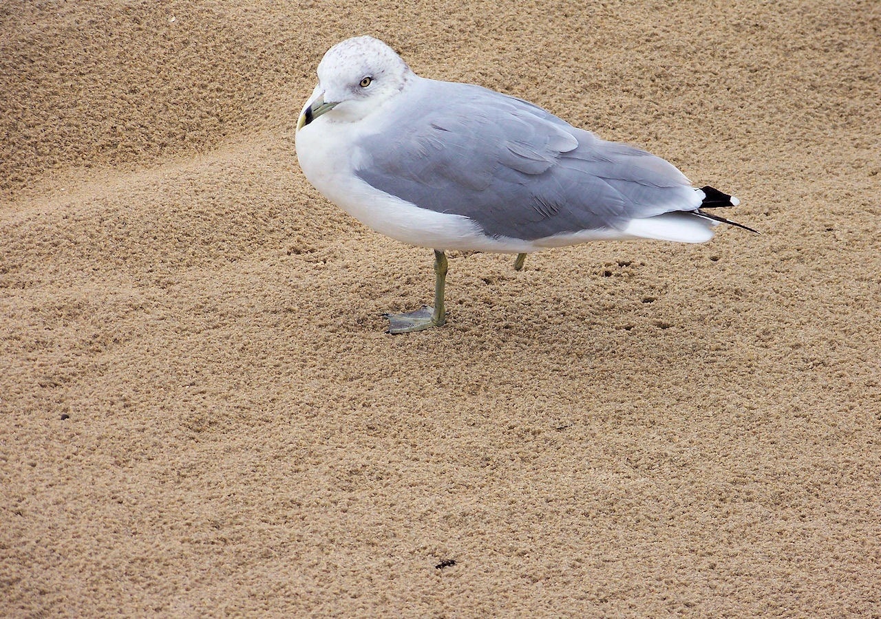 white and grey gull