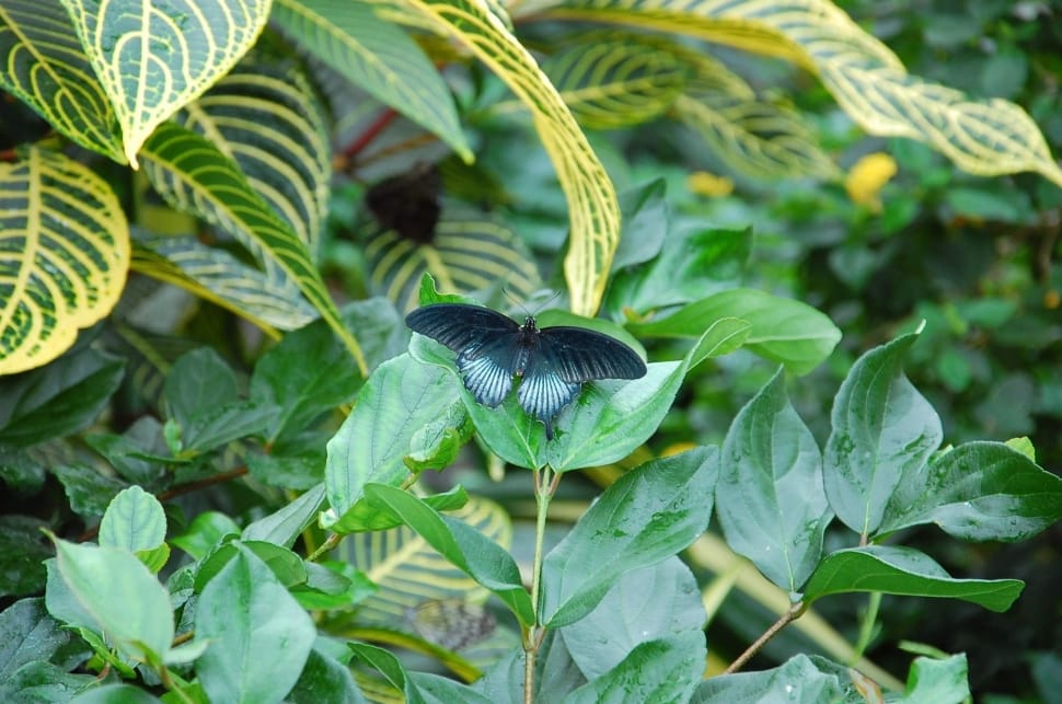 Spicebush butterfly on green leaf preview