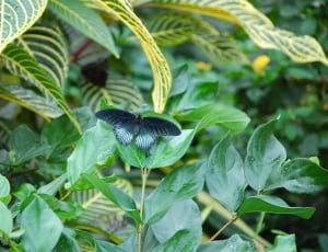 Spicebush butterfly on green leaf thumbnail