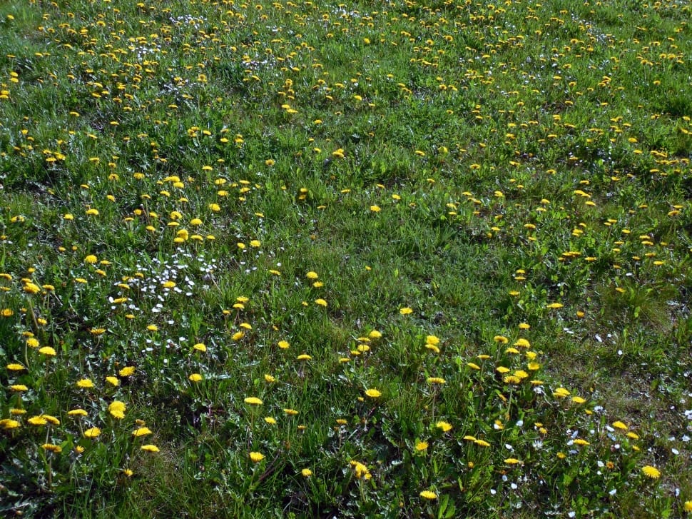 yellow petaled flower field preview