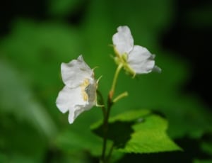 2 white petaled flowers thumbnail