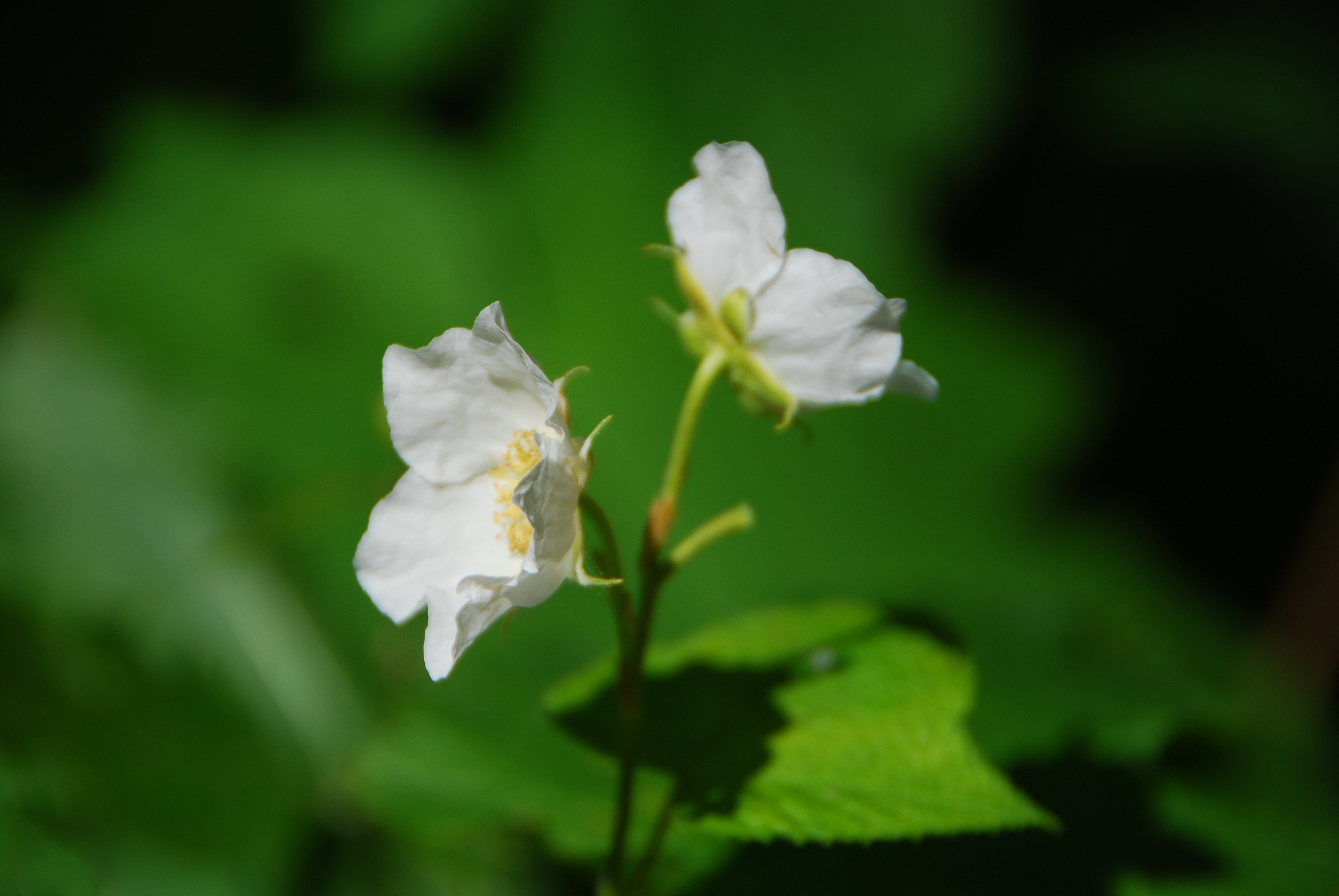 2 white petaled flowers