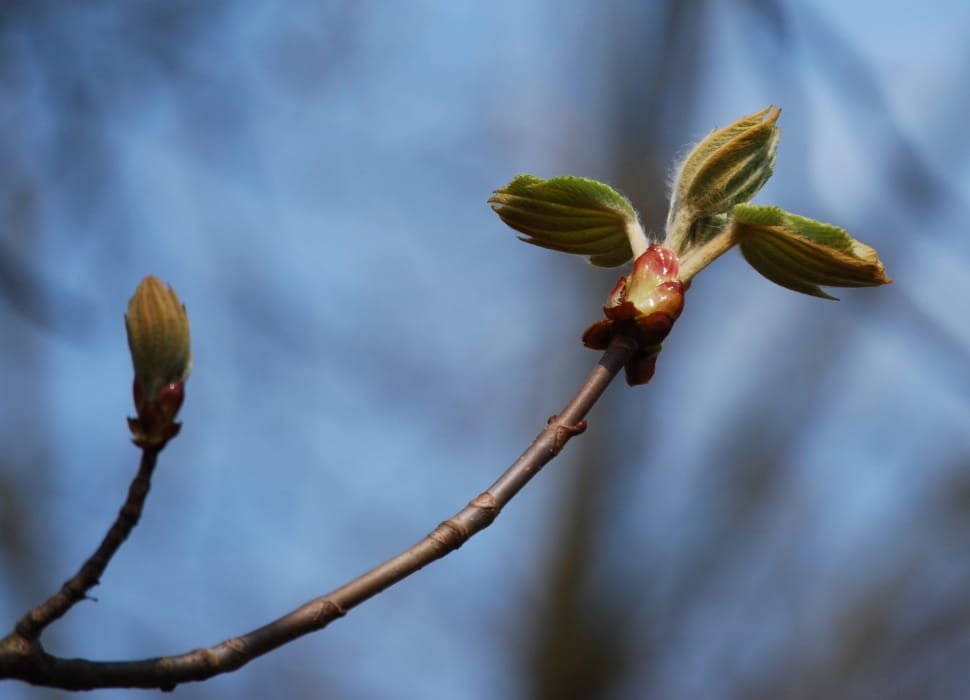 Wood, Bud, Spring, Nature, Chestnut, flower, no people preview