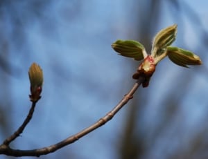 Wood, Bud, Spring, Nature, Chestnut, flower, no people thumbnail