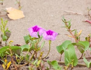 two purple petal flowers thumbnail