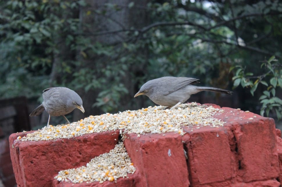 two gray birds on red stone with bird food preview