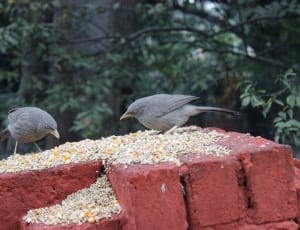 two gray birds on red stone with bird food thumbnail