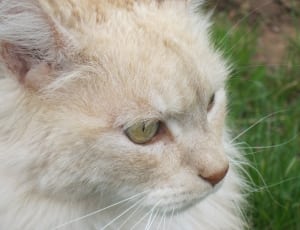 white and brown long fur cat thumbnail