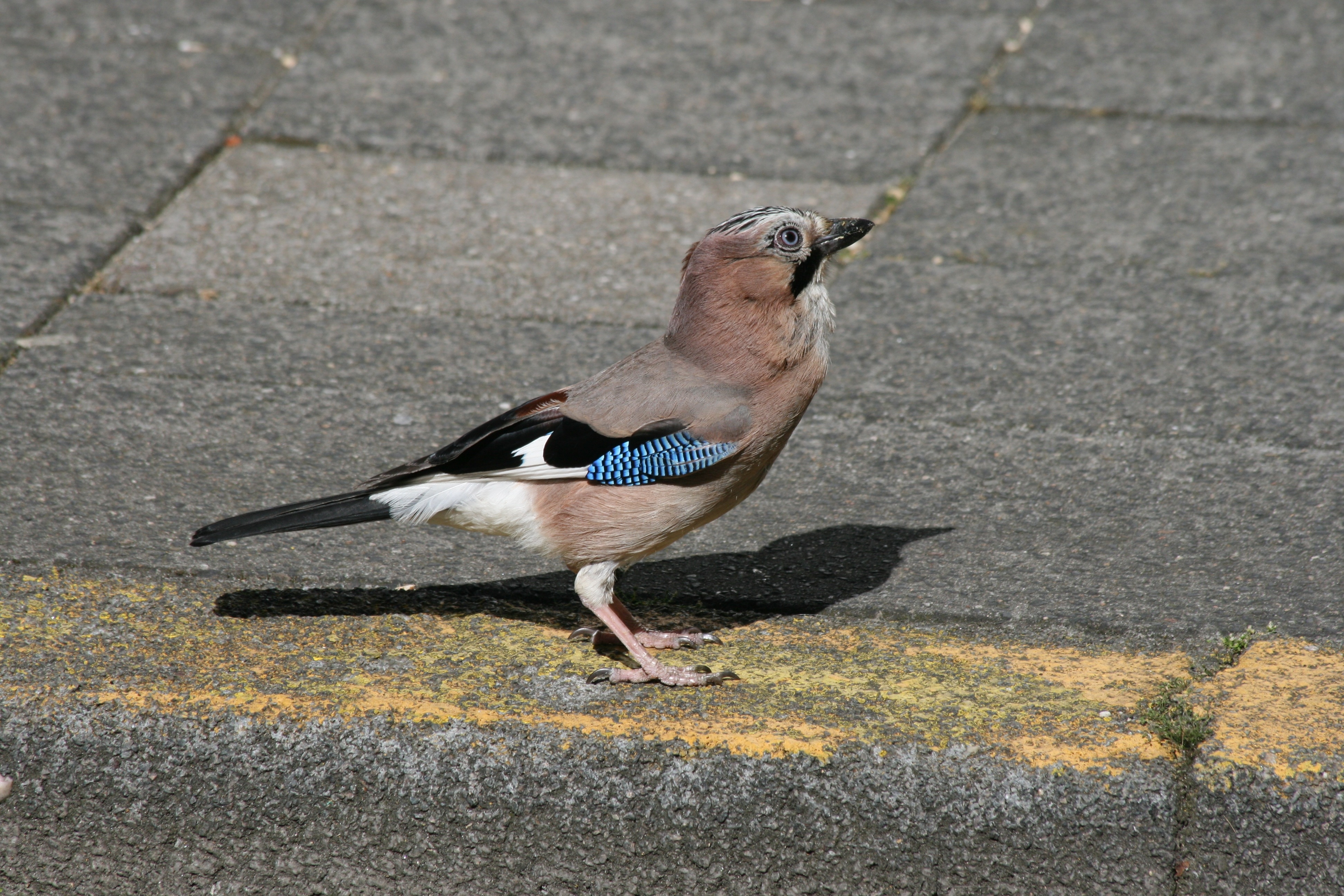 brown and blue bird