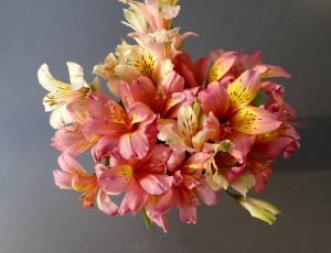 pink-white-yellow peruvian lilies bouquet centerpiece thumbnail