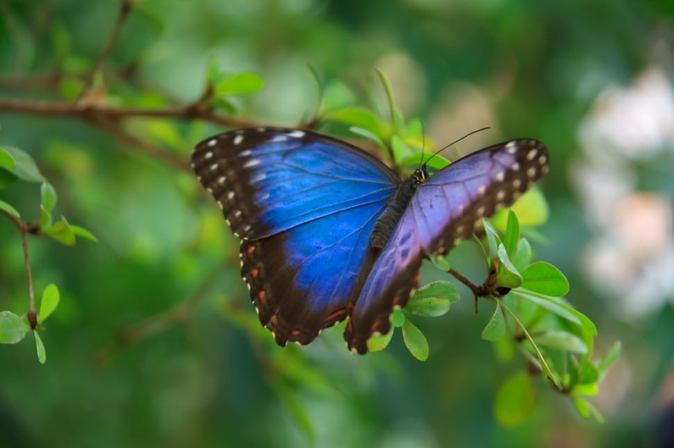 morpho butterfly preview