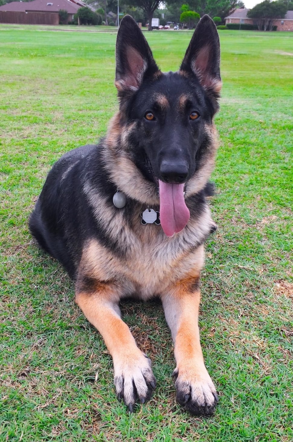 black german shepherd double coat