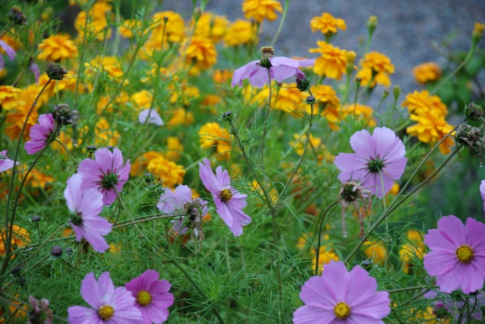 purple and yellow petaled flowers preview