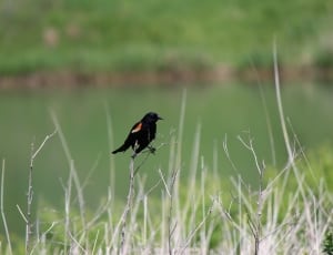 black bird on branch during daytime thumbnail