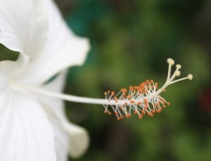 white hibiscus thumbnail