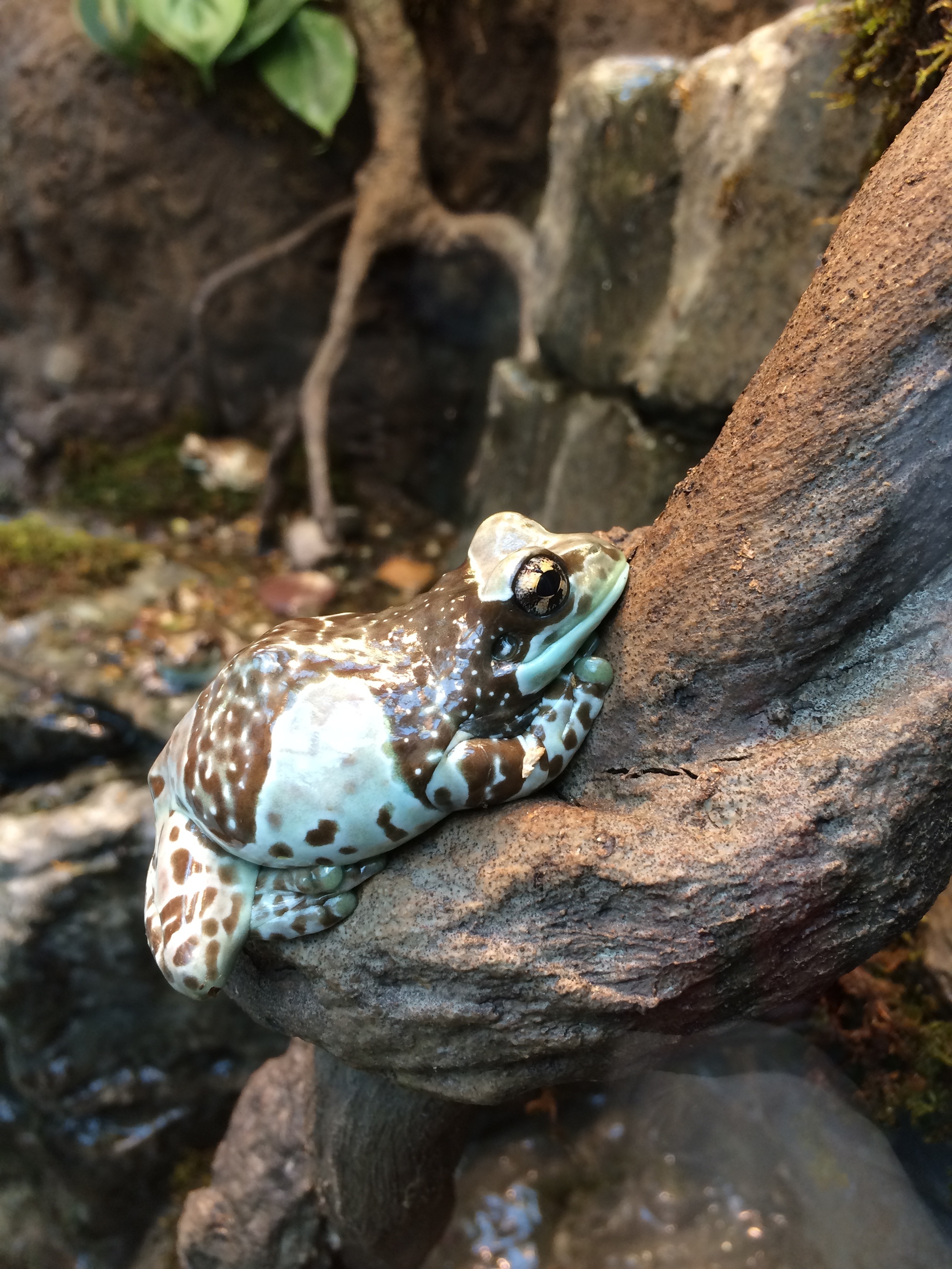 white and brown frog