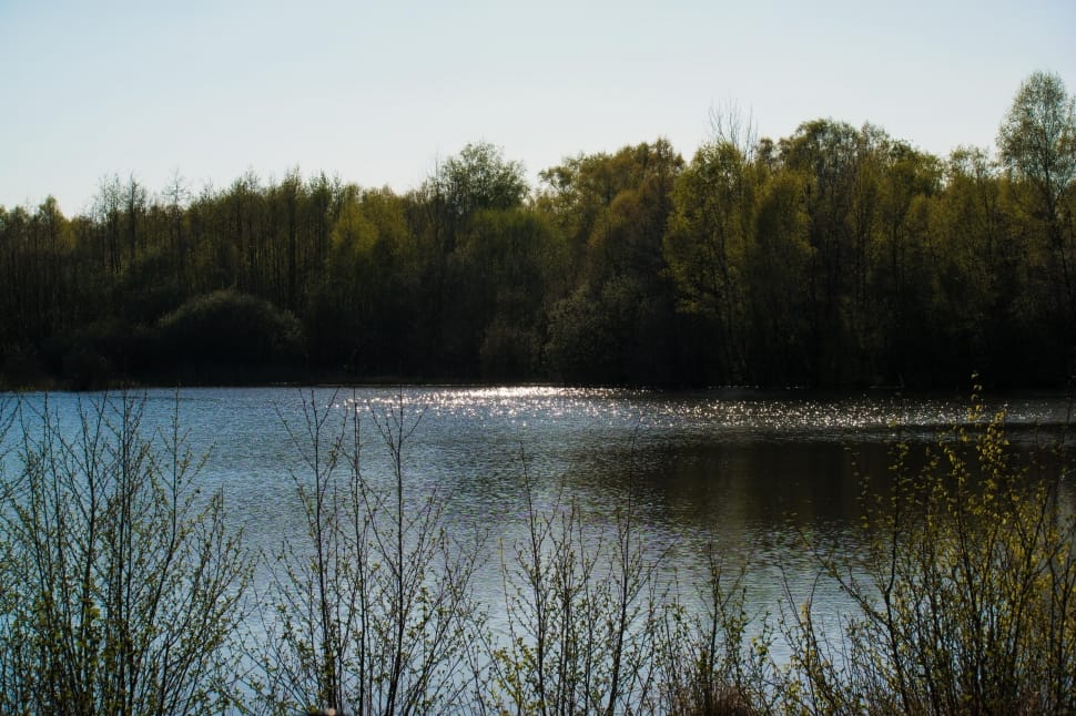 lake beside trees during daytime preview