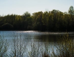 lake beside trees during daytime thumbnail