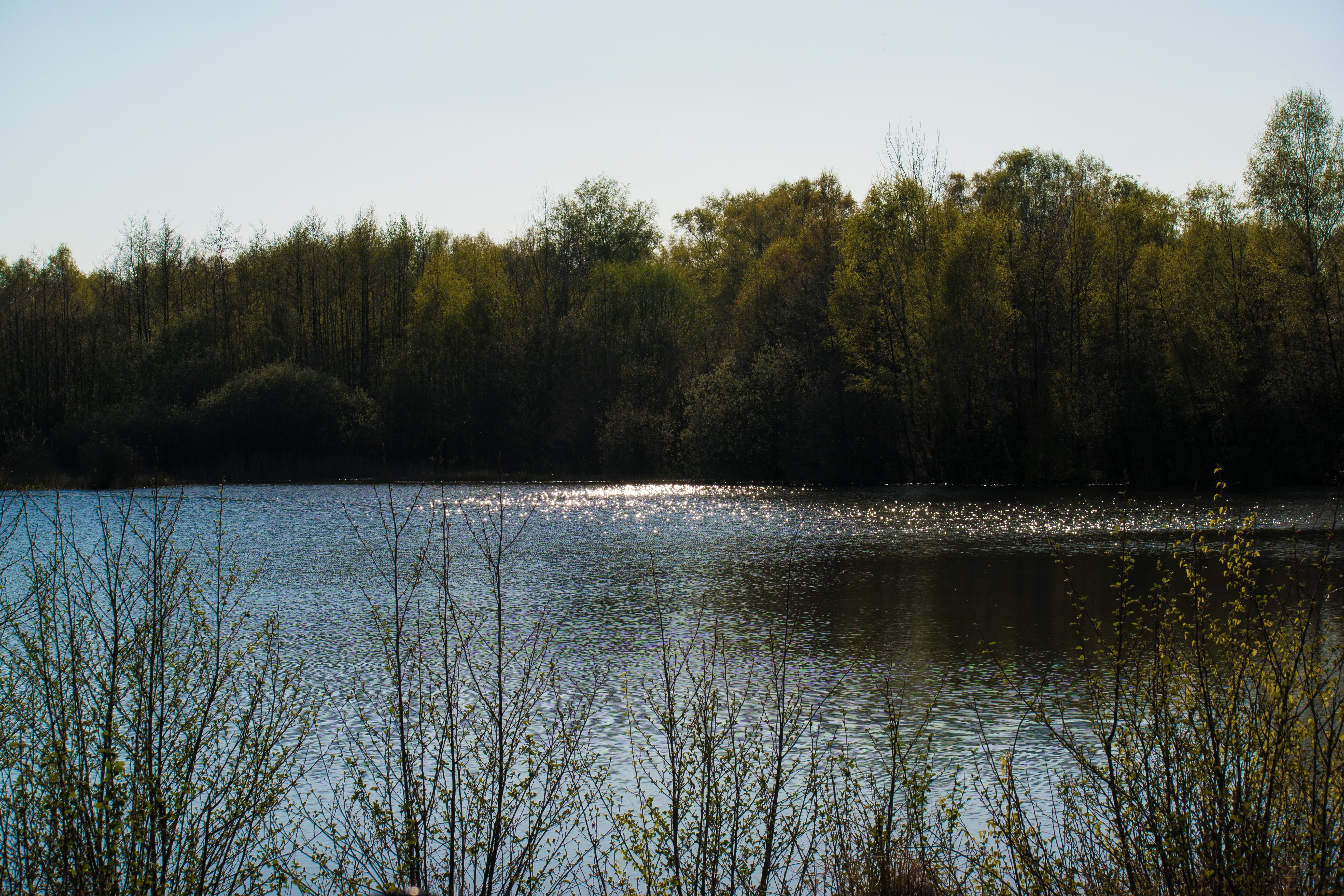 lake beside trees during daytime
