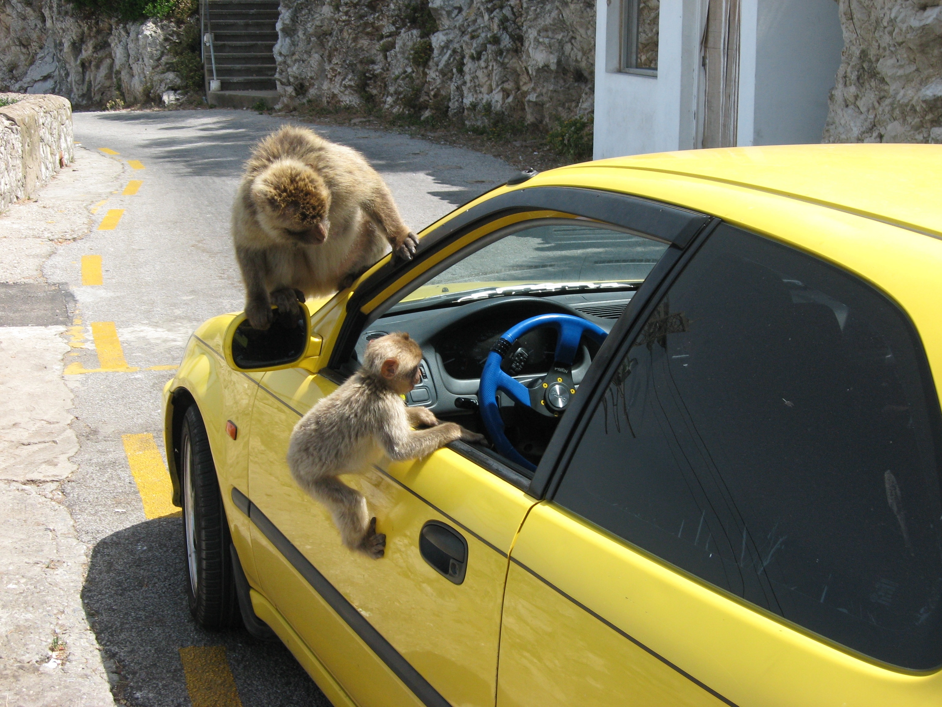 two brown monkeys on yellow car