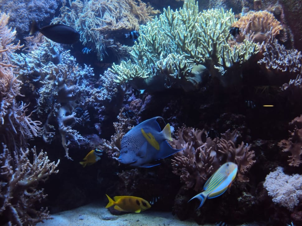 blue aquarium fish preview