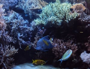 blue aquarium fish thumbnail