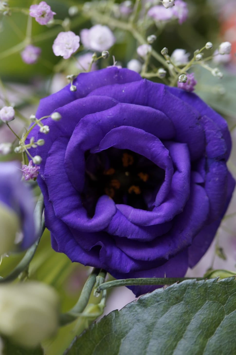 purple rose during day preview