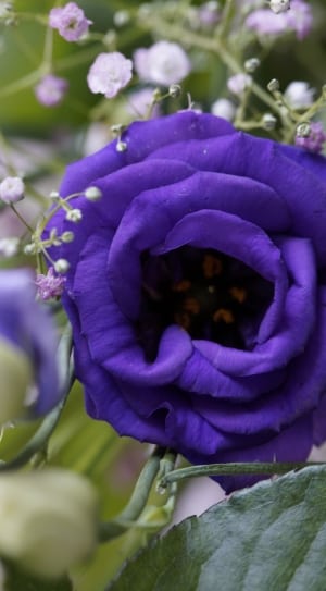 purple rose during day thumbnail