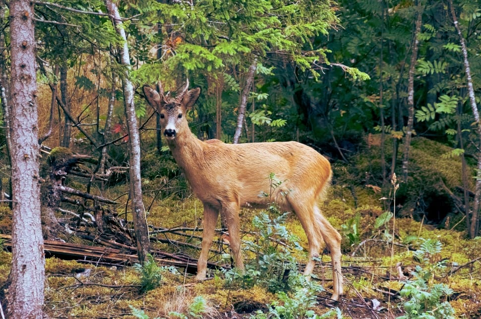 brown deer in front of green leaved trees during daytime preview