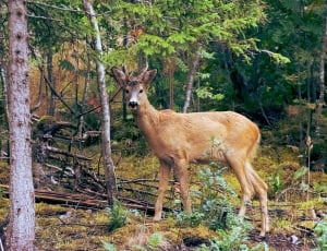 brown deer in front of green leaved trees during daytime thumbnail