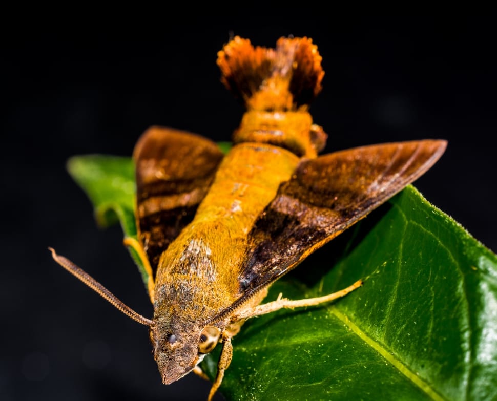 brown and yellow humingbird moth preview